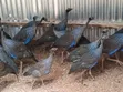 Kuku wa Kienyeji wa Vulturine - Wachanga na Wakubwa Wanapatikana - 1