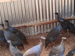Kuku wa Kienyeji wa Vulturine - Wachanga na Wakubwa Wanapatikana