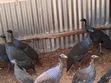 Kuku wa Kienyeji wa Vulturine - Wachanga na Wakubwa Wanapatikana - 2