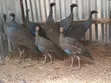 Kuku wa Kienyeji wa Vulturine - Wachanga na Wakubwa Wanapatikana - 3