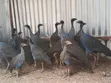 Kuku wa Kienyeji wa Vulturine - Wachanga na Wakubwa Wanapatikana - 4