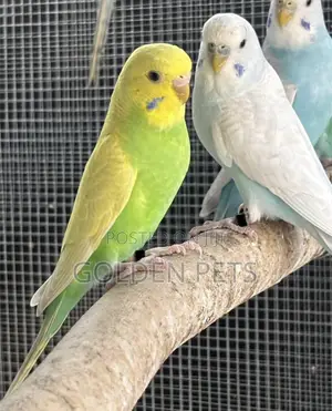 Budgie Pairs Available