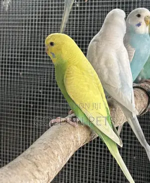 Healthy Budgies - Mature Bonded Pairs