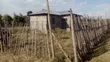 50x100 Plot with 2-Bedroom House in Murindat - 4