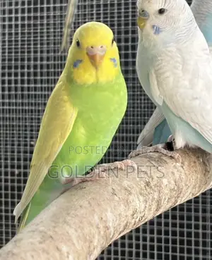 Baby Budgies Available