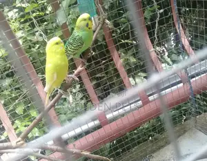 Bonded Pair of Budgies