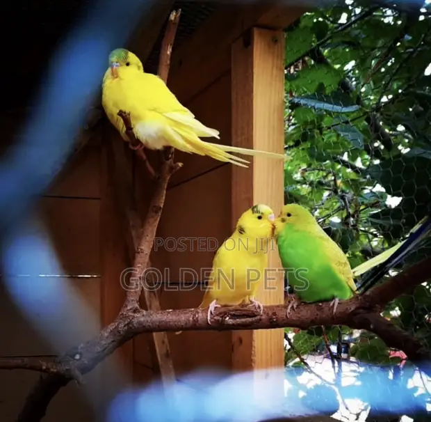 Healthy Budgies - Bonded Pairs Available - 1