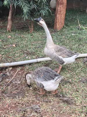 Mature African Goose Pair