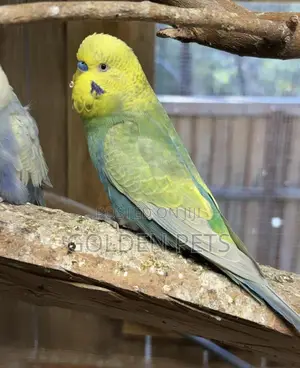 Male Budgie Available