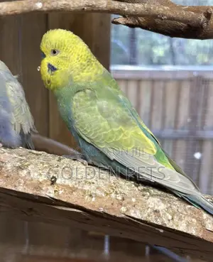 Male Budgies Available