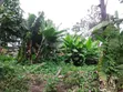 100x100 Plot for Sale in Njiku Banana - 2
