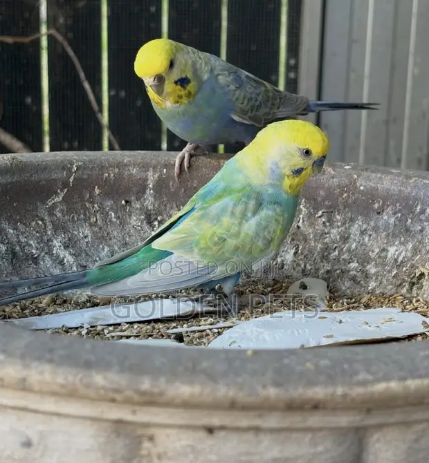 Semi-Adult Budgie Pairs - 1