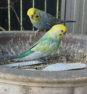 Semi-Adult Budgie Pairs