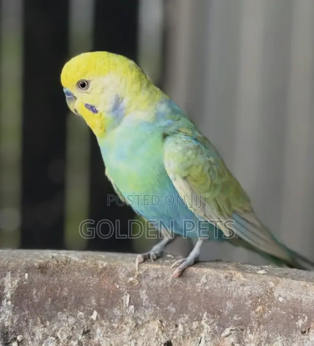 Colorful Budgie - 1