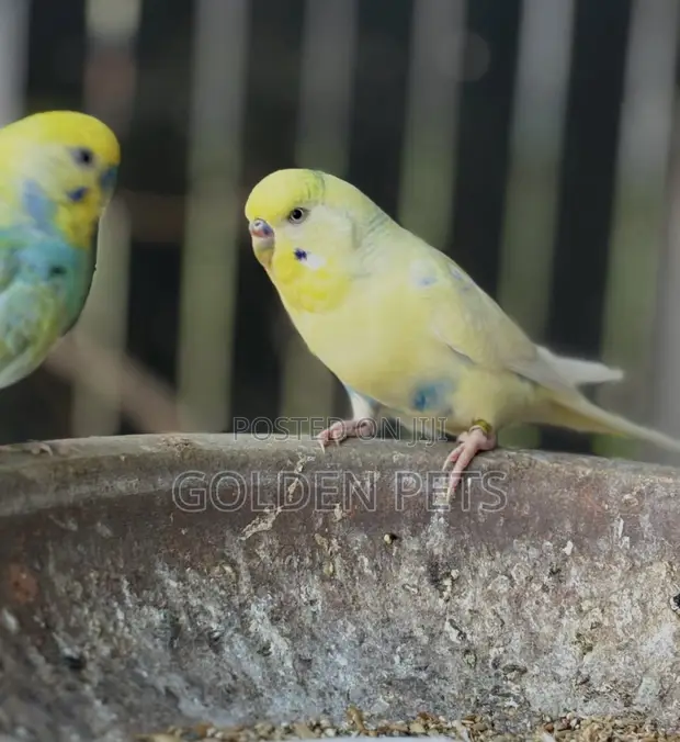 Colorful Budgies Available - 1