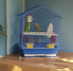 Budgies Available with Cage