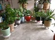Biobizz Tuberose Seedlings - 2
