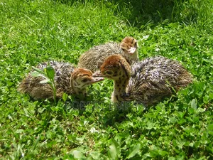 Young Ostrich