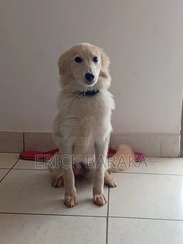 Male Mixed Breed German Shepherd, 6-12 Months - 1