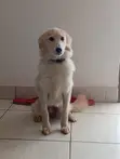 Male Mixed Breed German Shepherd, 6-12 Months - 1