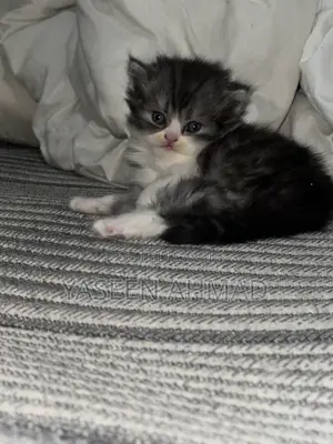 Kitten Mzazi wa Persi - Jike, Miezi 1-3