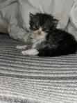 Purebred Persian Kitten - 1-3 Months Male - 1