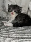 Purebred Persian Kitten - 1-3 Months Male - 2
