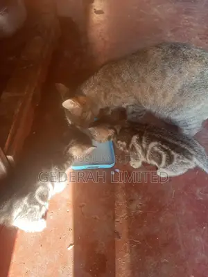 Paka wa Kike wa Mchanganyiko (Miezi 1-3)