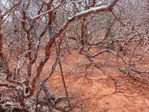 100 Acres Prime Land in Kalambani C, Kitui South - Distress Sale