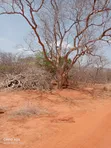 Eneo la Eka 100 Kalambani C, Kitui South - Mauzo ya Dharura - 2