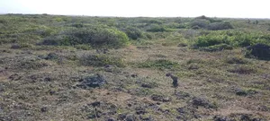 Land for Sale in Uyombo, Matsangoni