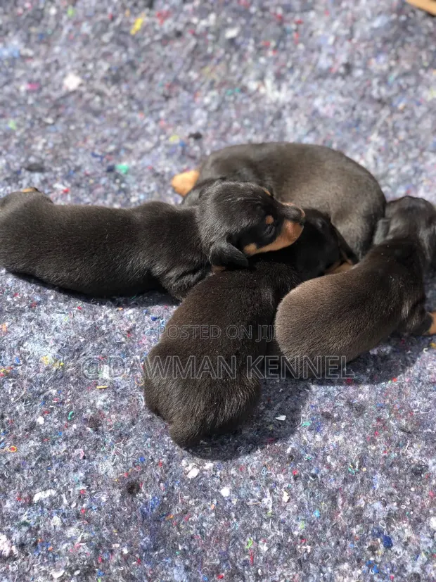 Mbwa Mchanga wa Dachshund Safi, Miezi 1-3 - 1