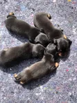 Mbwa Mchanga wa Dachshund Safi, Miezi 1-3 - 2