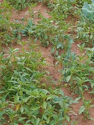 Mrenda - African Leafy Vegetable