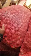 Onions (Vitunguu) - 100kg Nets - 1