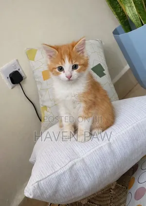 Kitten wa Kiume wa Mchanganyiko wa American Shorthair, Miezi 1-3