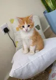 Kitten wa Kiume wa Mchanganyiko wa American Shorthair, Miezi 1-3 - 1