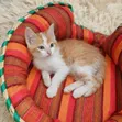 Kitten wa Kiume wa Mchanganyiko wa American Shorthair, Miezi 1-3 - 2