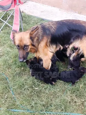 K-9 Mjerumani Mwanaume Safi Mwezi 1-3