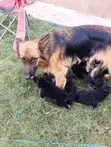 K-9 Mjerumani Mwanaume Safi Mwezi 1-3 - 1
