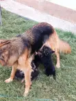 K-9 Mjerumani Mwanaume Safi Mwezi 1-3 - 2