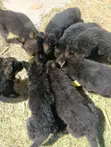 K-9 Mjerumani Mwanaume Safi Mwezi 1-3 - 3