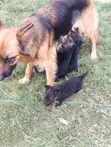 K-9 Mjerumani Mwanaume Safi Mwezi 1-3 - 4