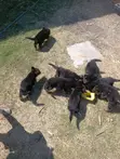 K-9 Mjerumani Mwanaume Safi Mwezi 1-3 - 5