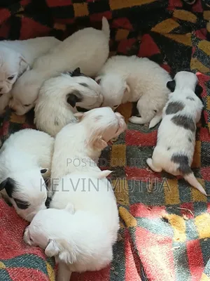 Male Japanese Spitz Mix Puppy (0-1 Month)