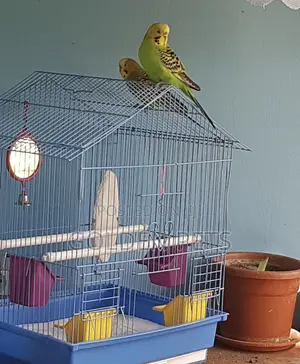 Mature Parrot Pair