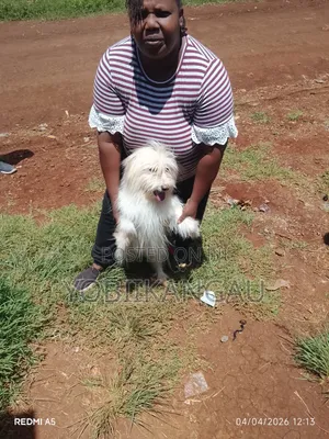 Purebred Maltese Dog - 1+ Year Male