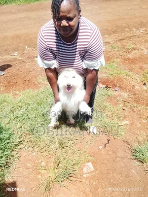 Male Mixed Breed Maltese, 1+ Year Old