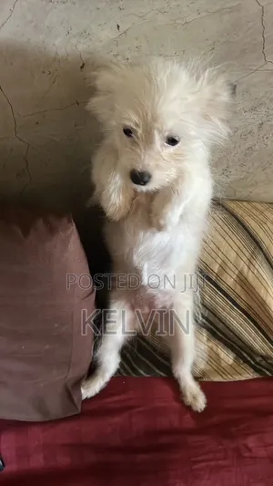 Kafara Kike Mchanganyiko wa Japanese Spitz (Miezi 1-3)