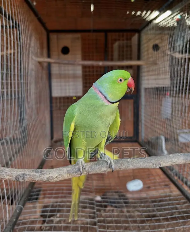 Indian Ringneck Parrot - Male - 1